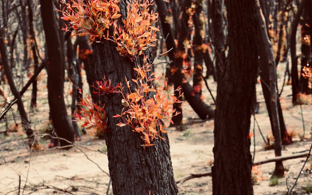 5 easy ways corporates can help cut the cost of the 2019-20 bushfires